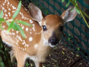 Deer