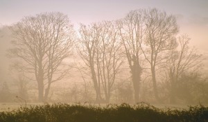 Image of trees in mist