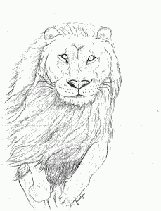 Drawing of a Lion