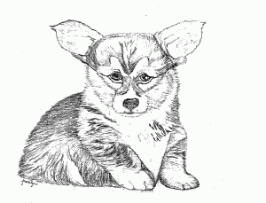 Drawing of a Dog