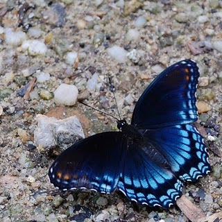 Poetry Elusive Butterfly