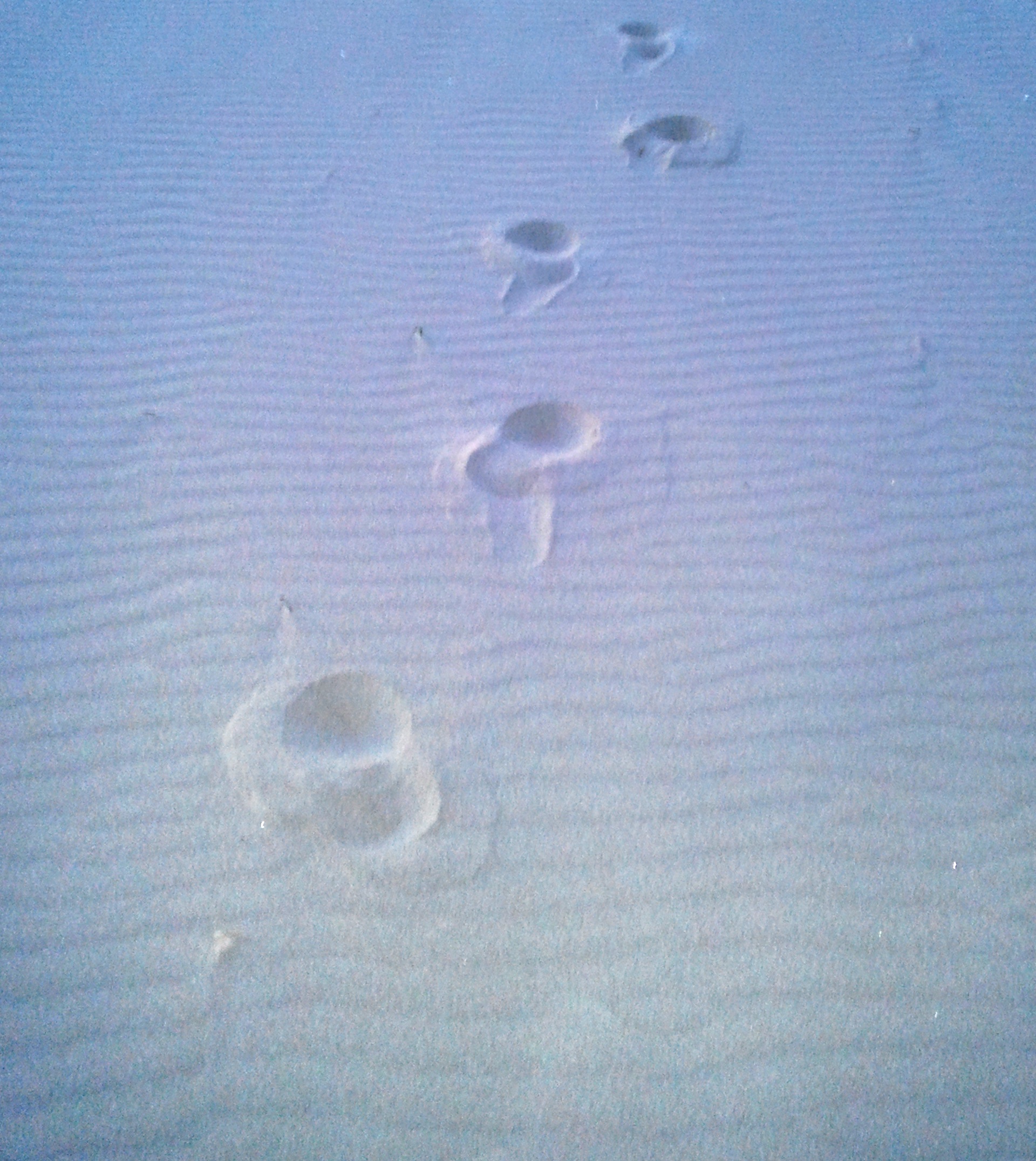 Footprints in the Sand