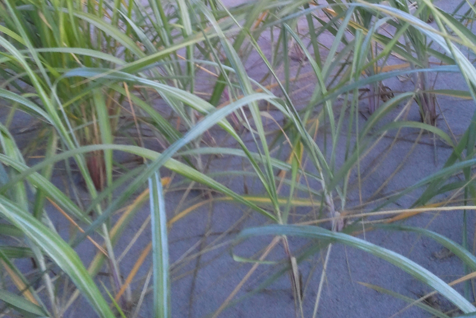 Beach Grass