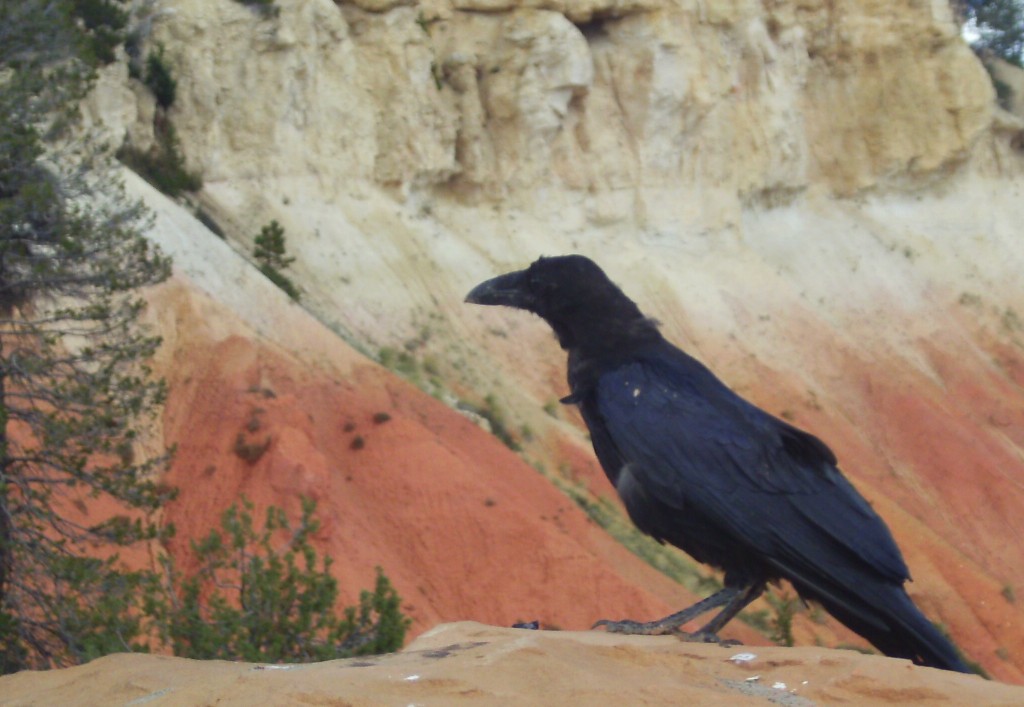 Crow Posing at Bryce Canyon Crow-Posing-at-Bryce-Canyon