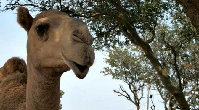 Camels of the…Wild West? Yes, Really